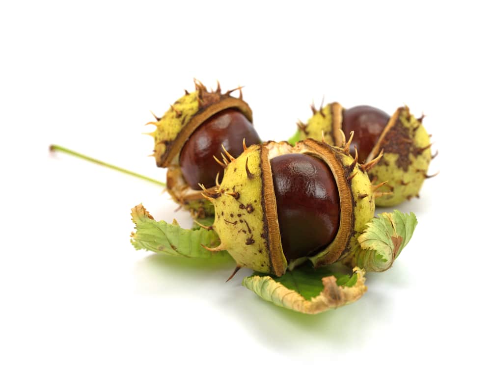 Aesculus hippocastanum extract