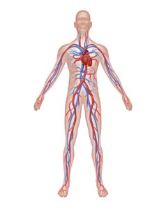veins_and_arteries Leg_veins_and_arteries